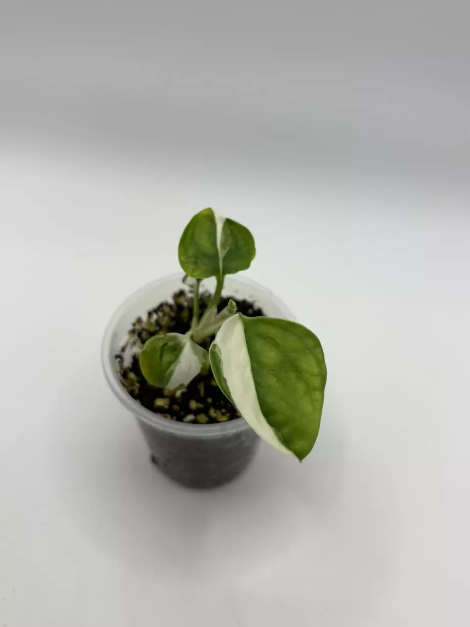 Epipremnum forest of white (philodendron) thumbnail