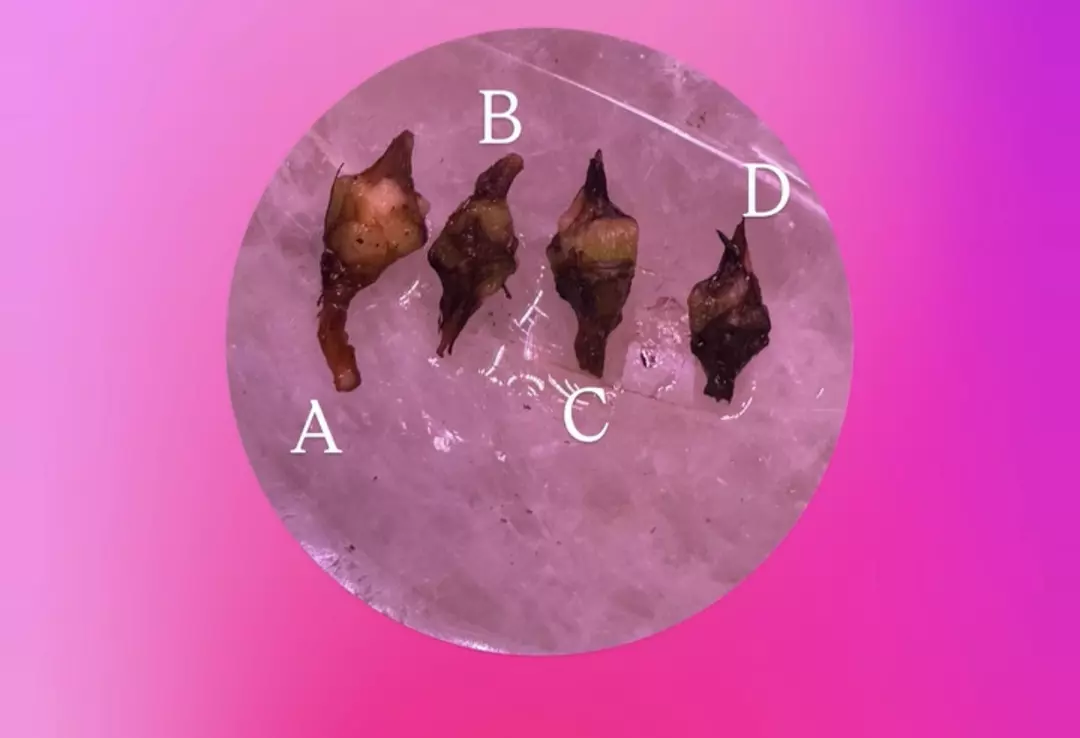Alocasia Venom corms thumbnail
