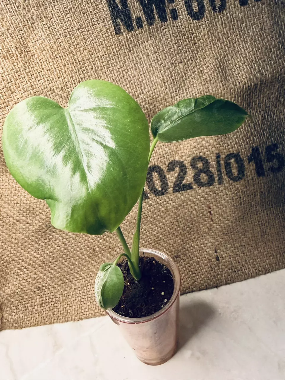 Monstera Vietciosa thumbnail
