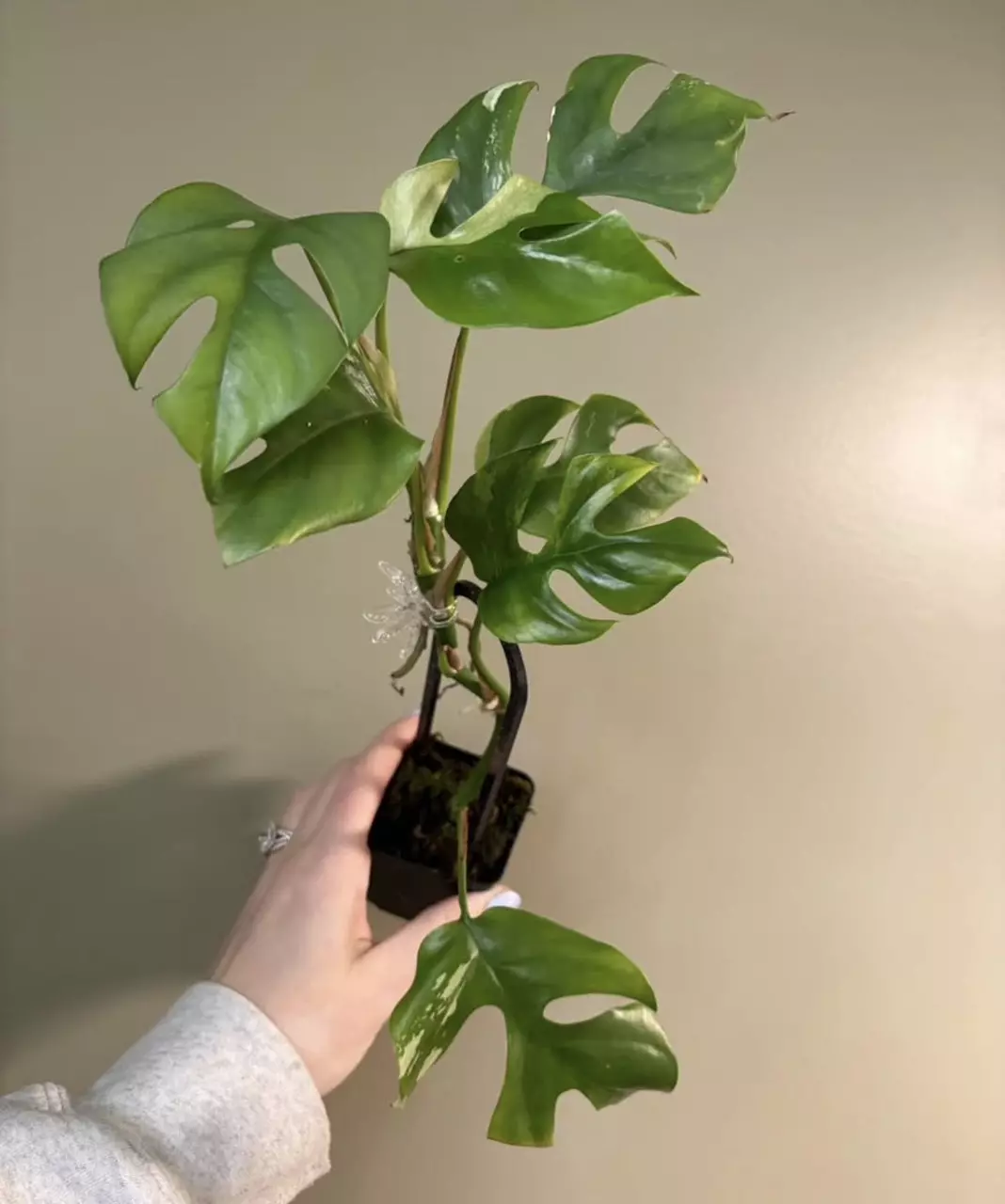 Tetrasperma albo (mini monstera) thumbnail