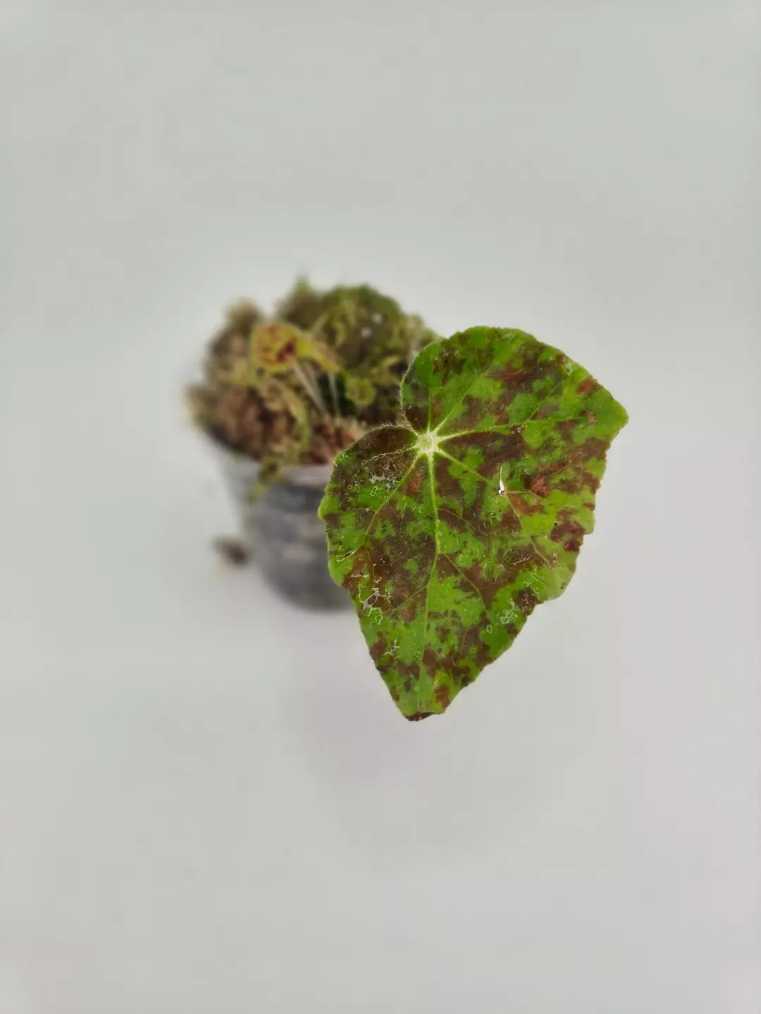 Begonia Marmaduke with new growth thumbnail