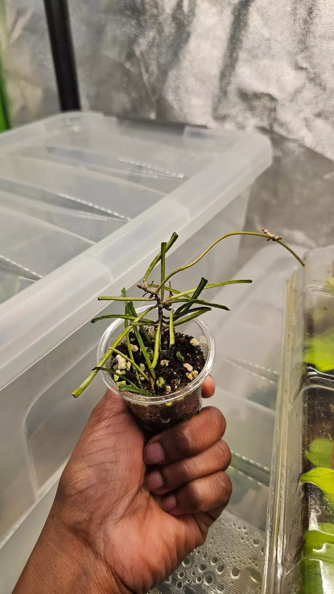 Hoya Retusa thumbnail