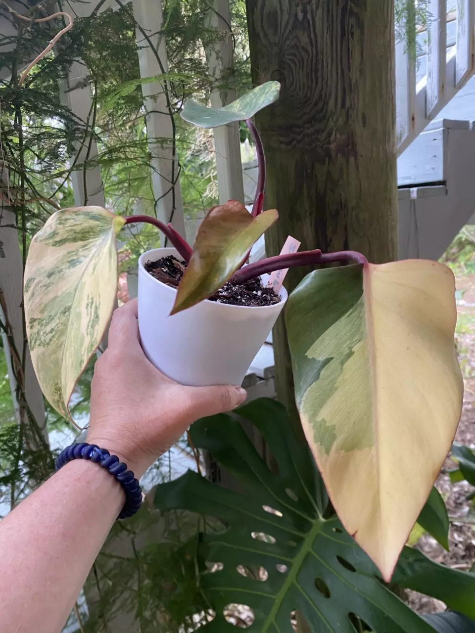 Strawberry Shake Philodendron thumbnail