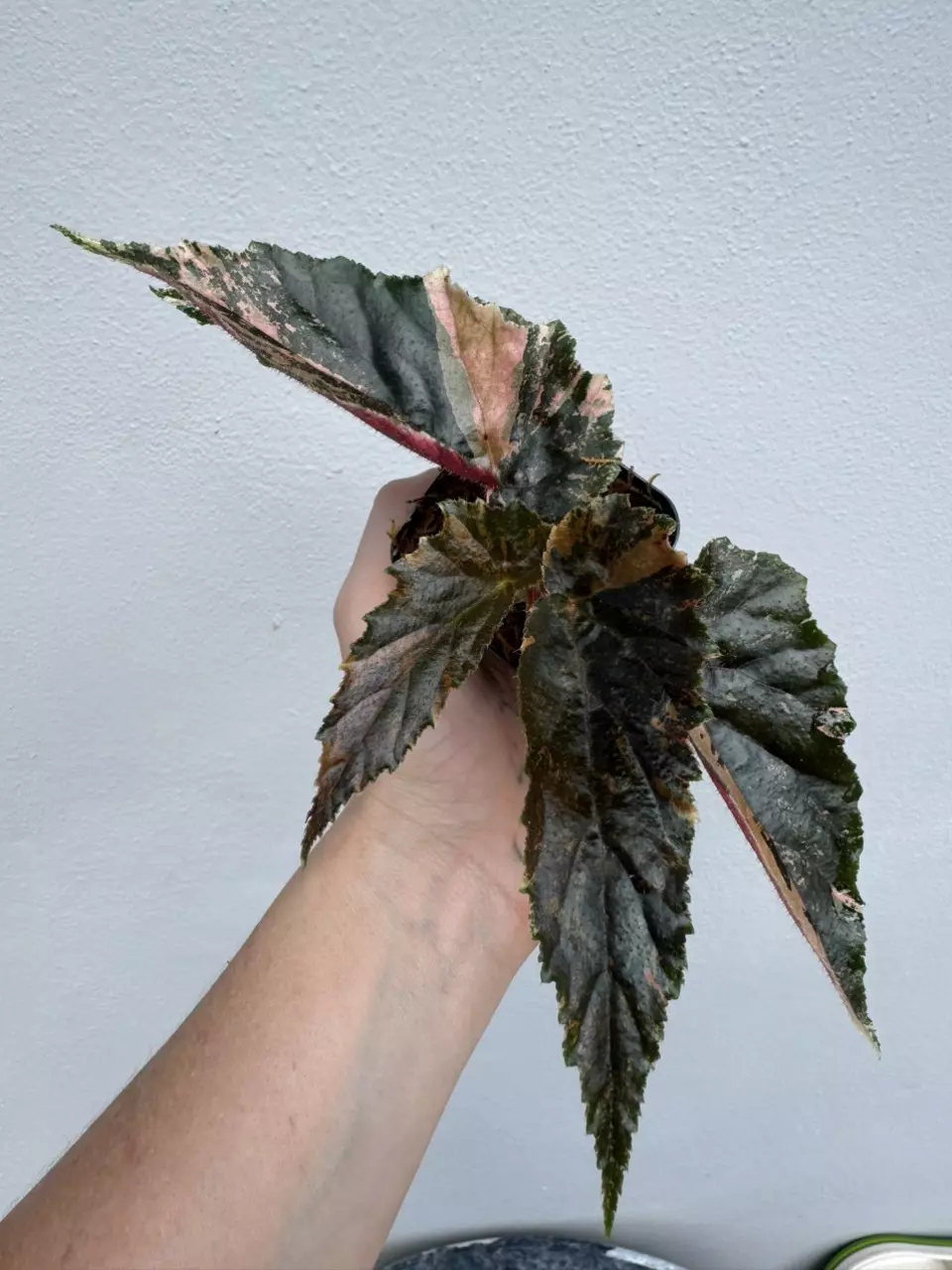 Variegated Begonia Ginny Galaxy thumbnail