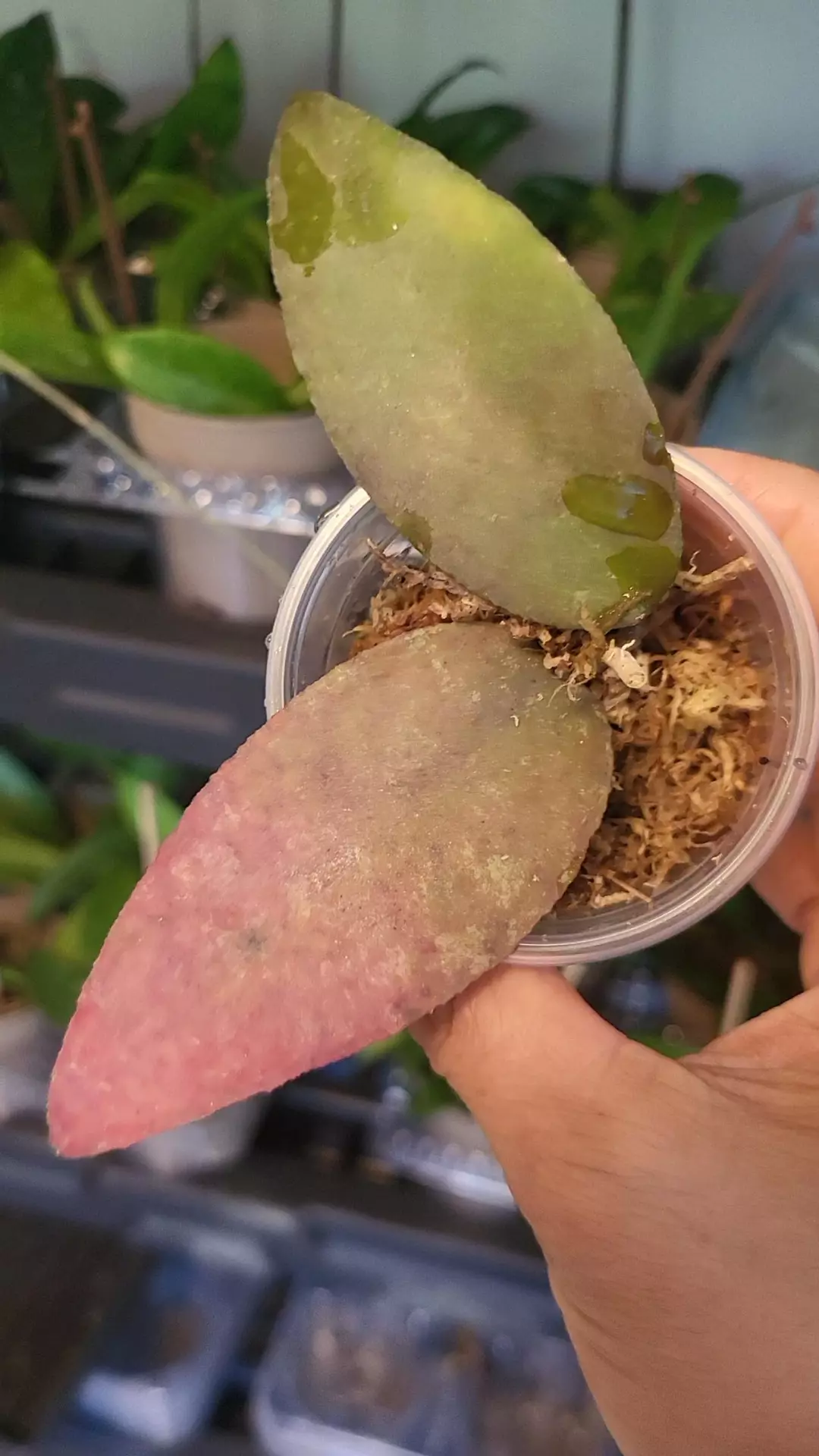 Hoya  caudata sumatra thumbnail