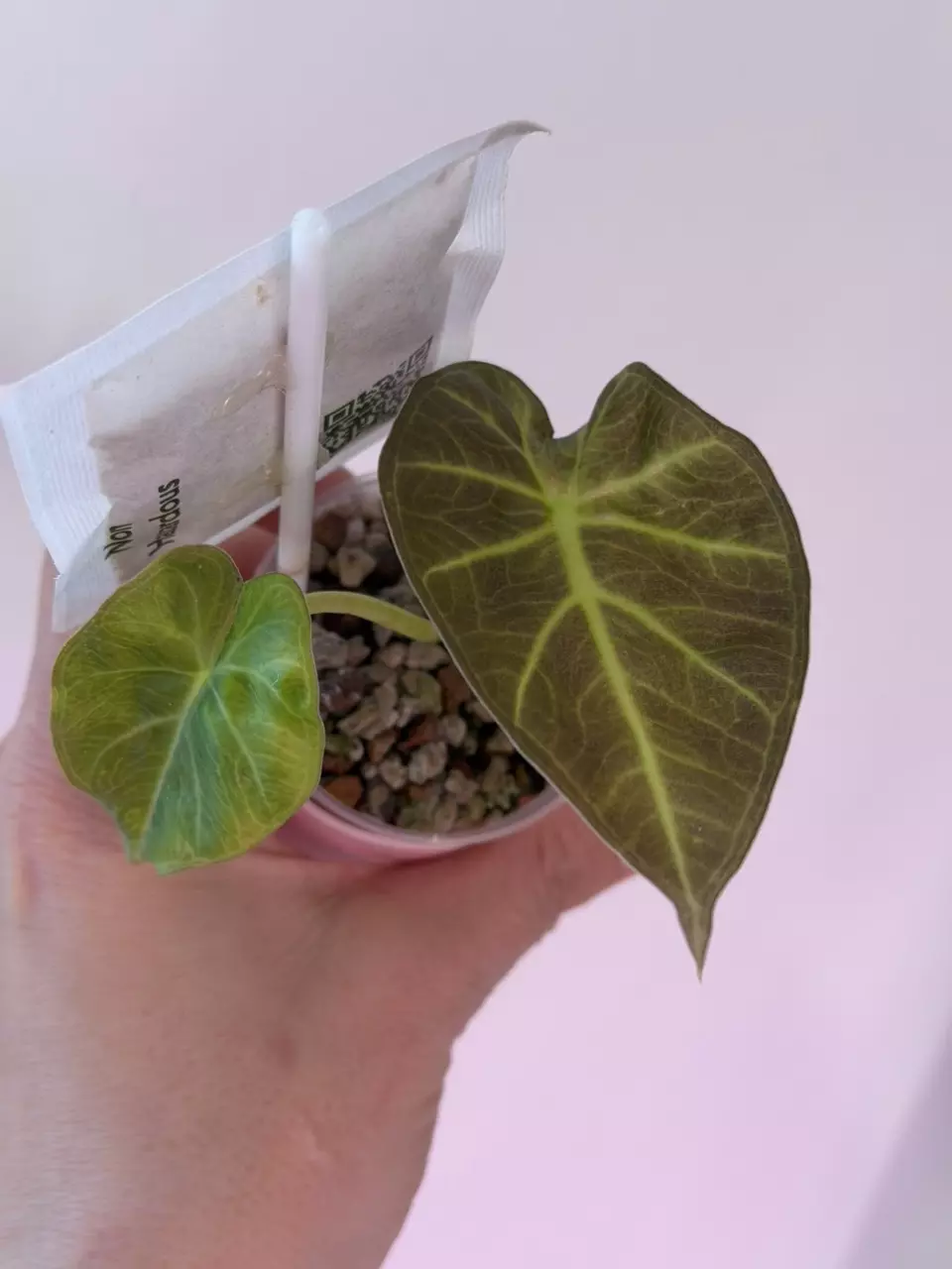 Alocasia Regal Shield Aurea pup! 💚💛💚 thumbnail