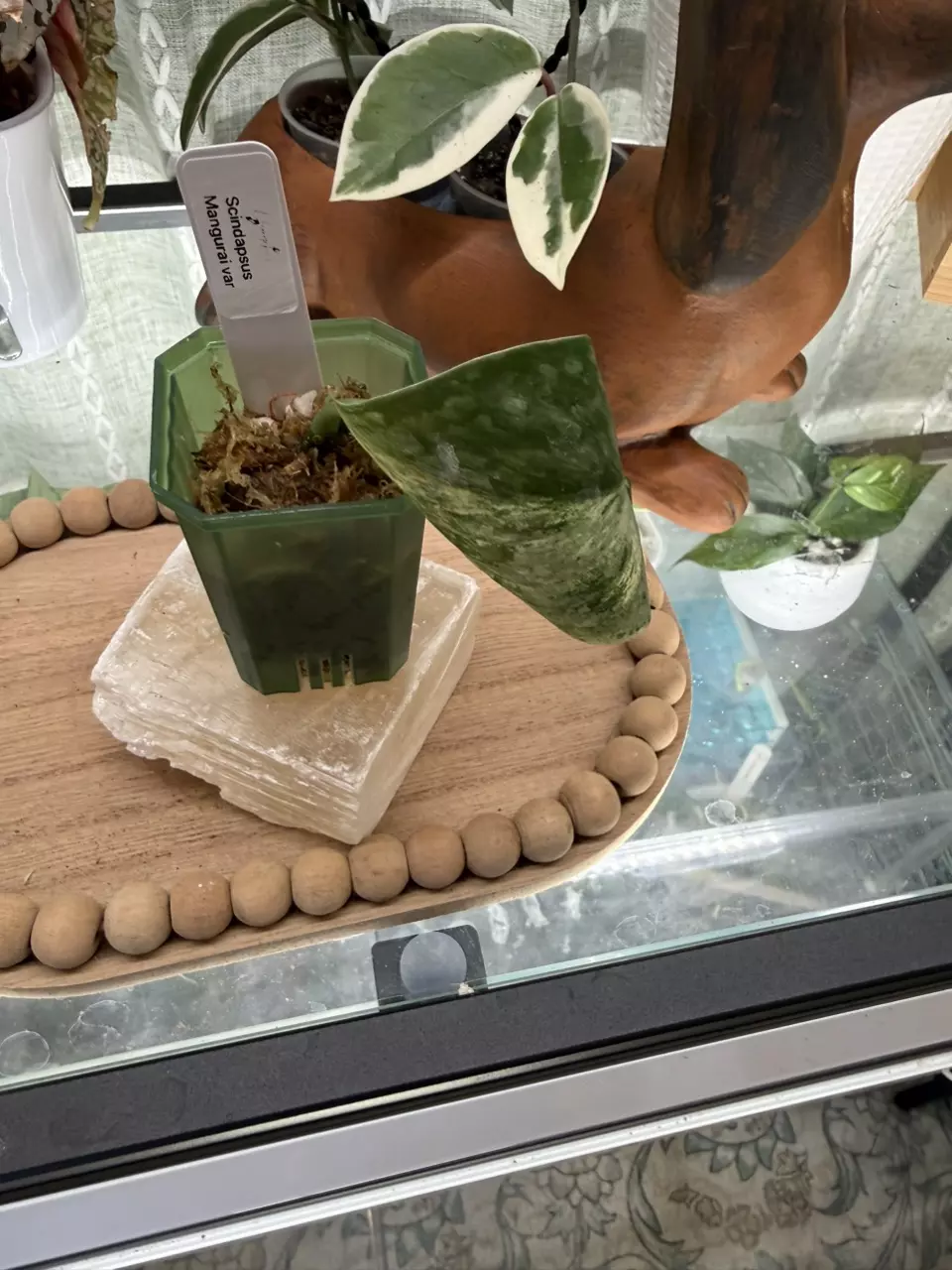 0017 Scindapsus mangurai variegated thumbnail