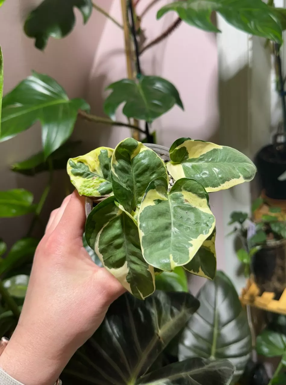 N’ Joy Pothos thumbnail