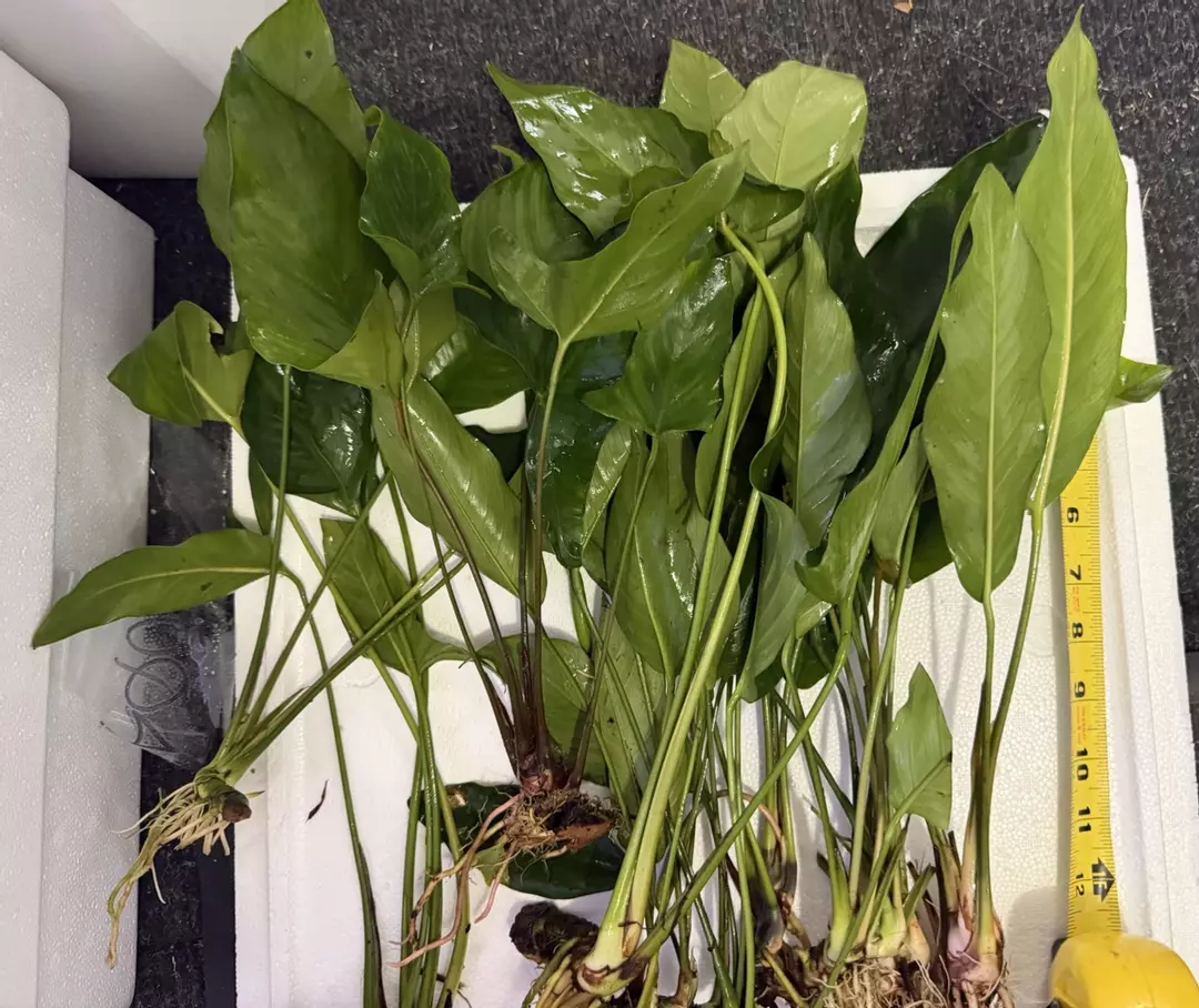 XXL Anubias plants. thumbnail