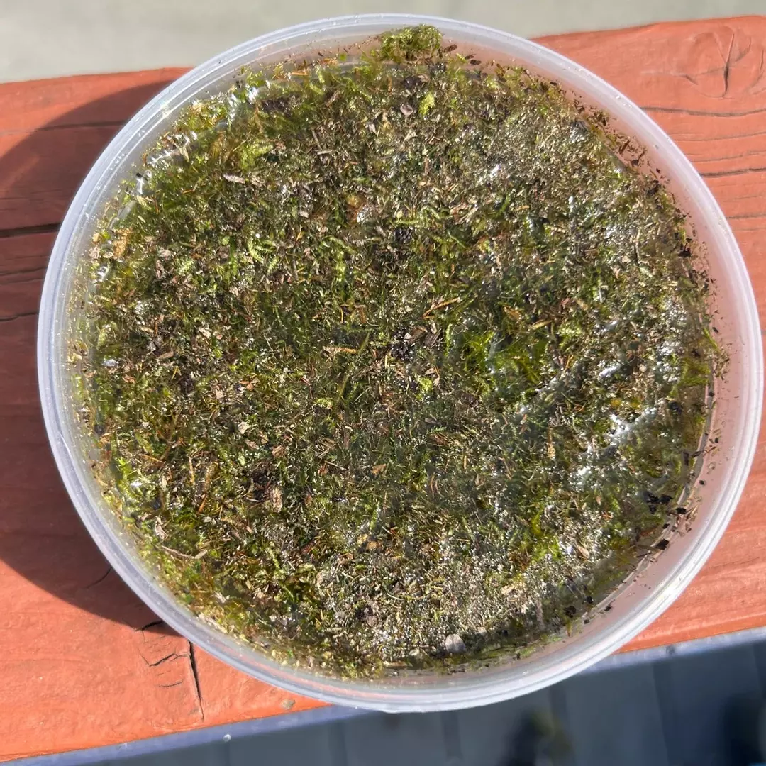 Live Moss Mix 8 oz. thumbnail