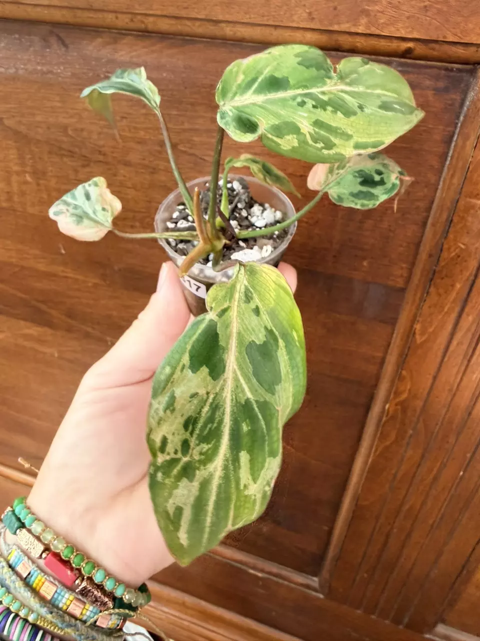 Philodendron Gloriosum ‘snow leopard’ #317 thumbnail