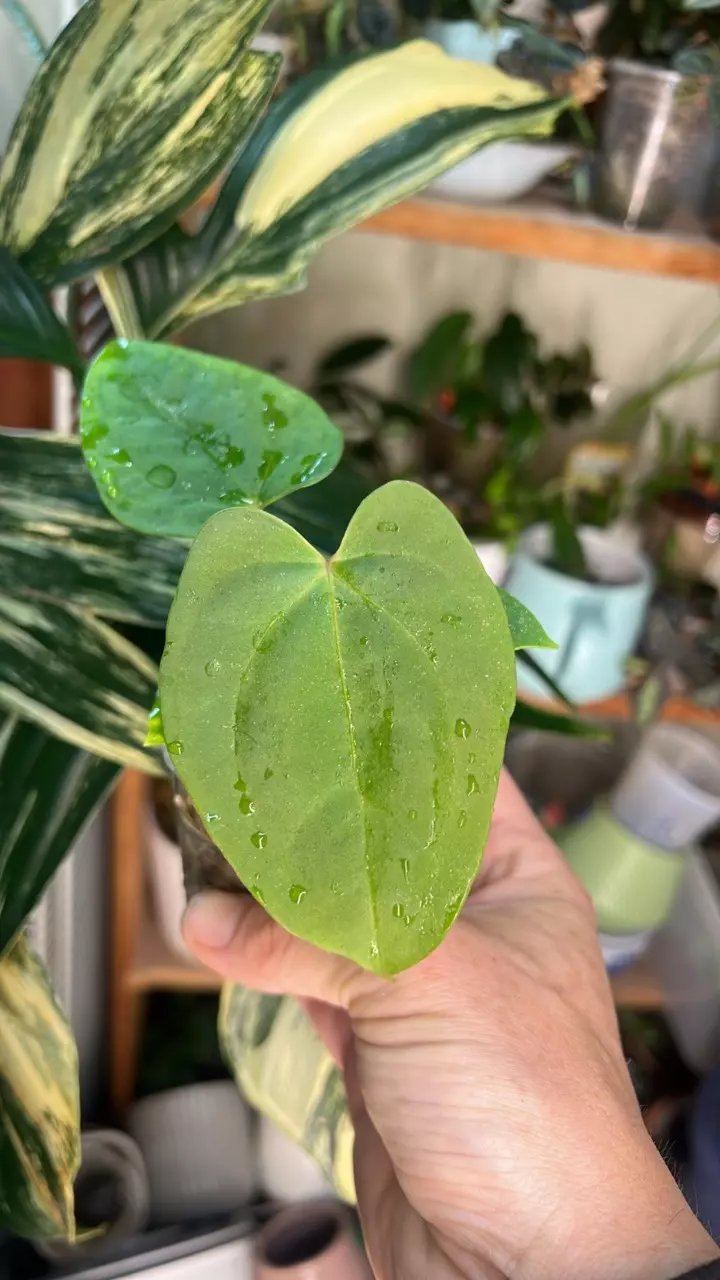 Growers Choice SKGDressReePap x Bess Ocran Seedlings thumbnail