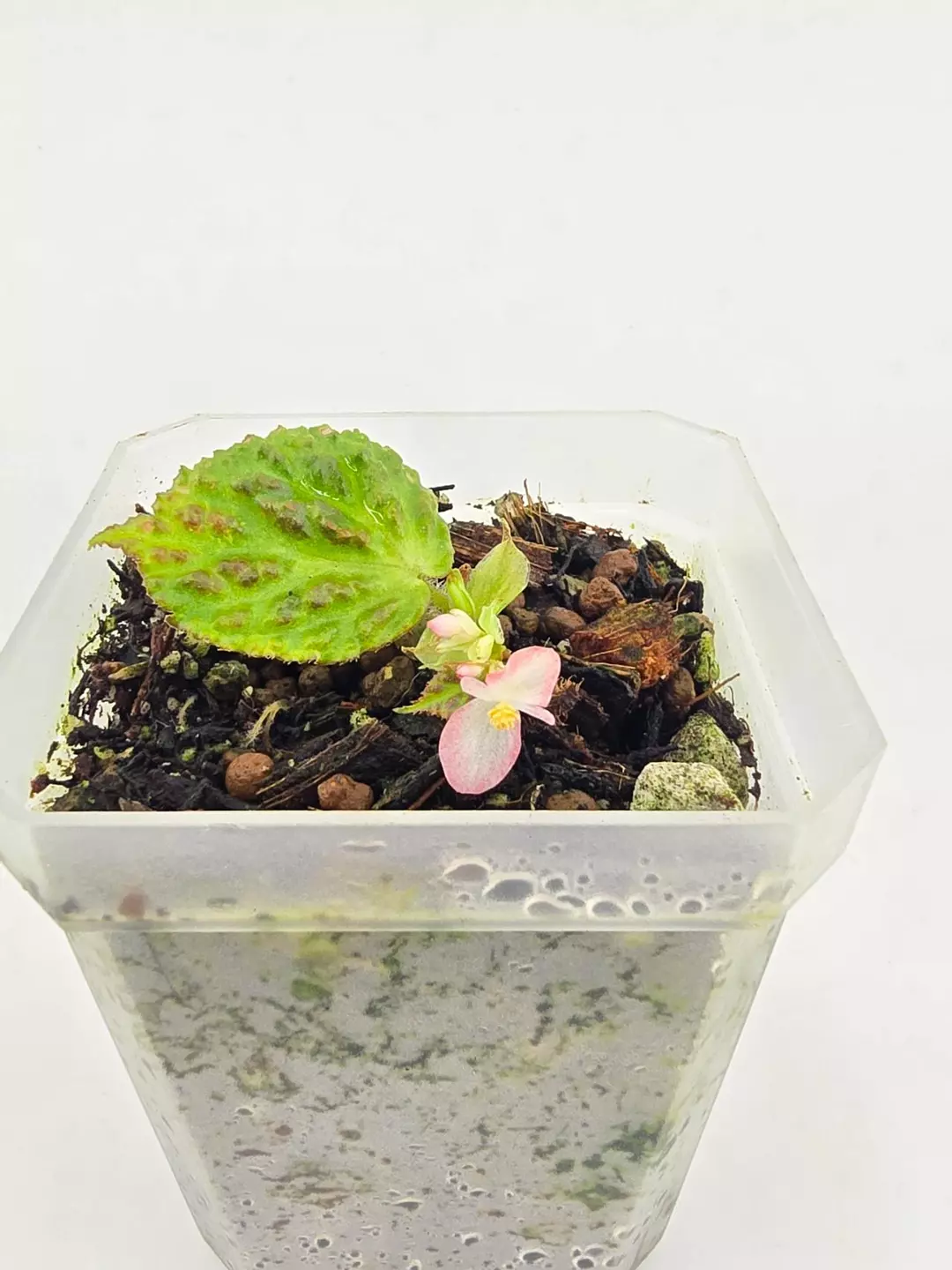 Begonia dracopelta thumbnail