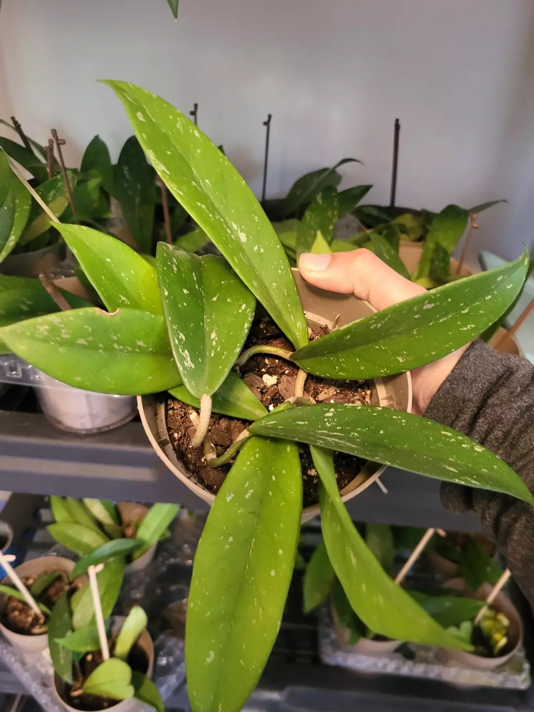 Hoya pubicalyx splash thumbnail