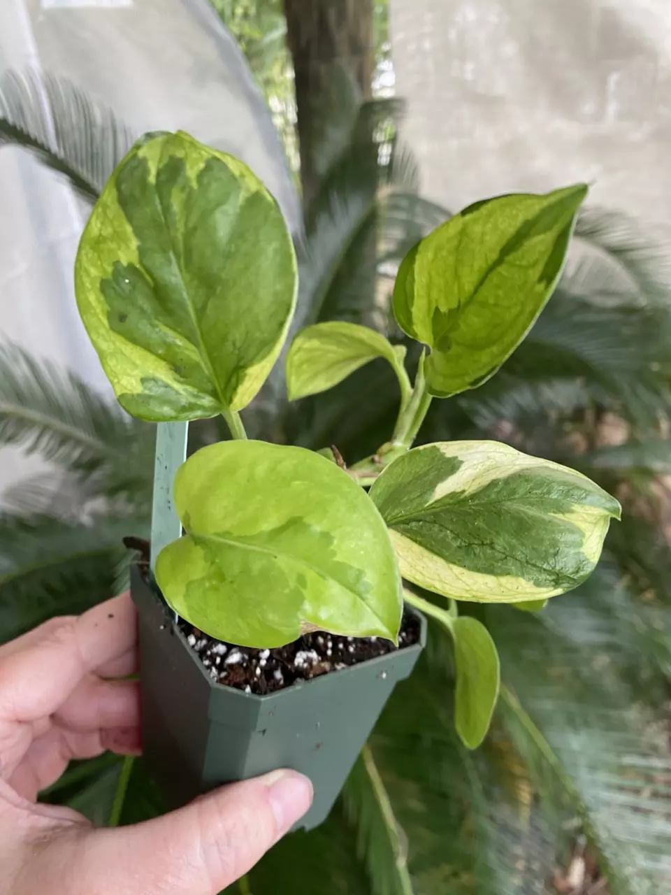 Lizard Queen Pothos thumbnail
