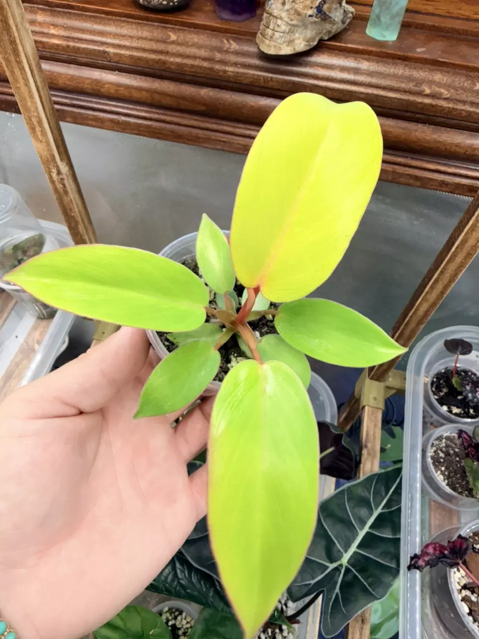 Philodendron Jungle Fever Variegated #319 thumbnail