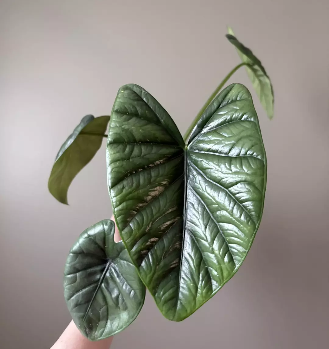 Alocasia Lukiwan thumbnail