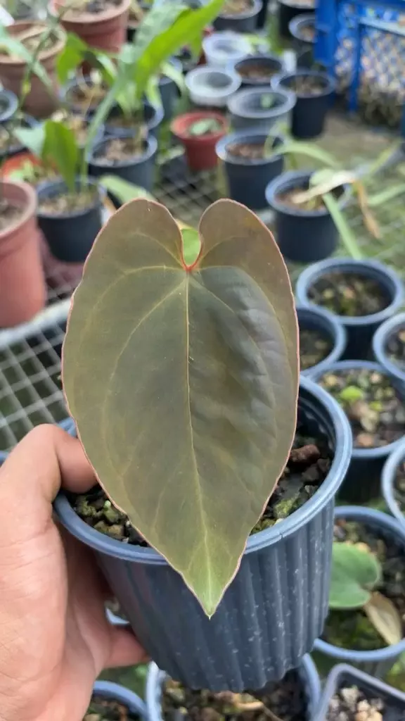 Anthurium Dresslerii Velvet thumbnail