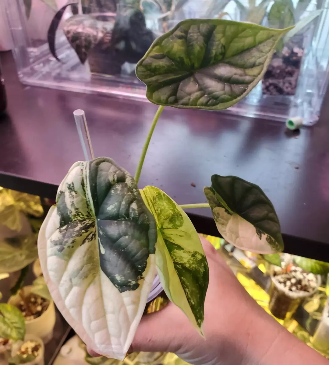 Alocasia Dragon Scale Variegated 3" pot Houseplant thumbnail