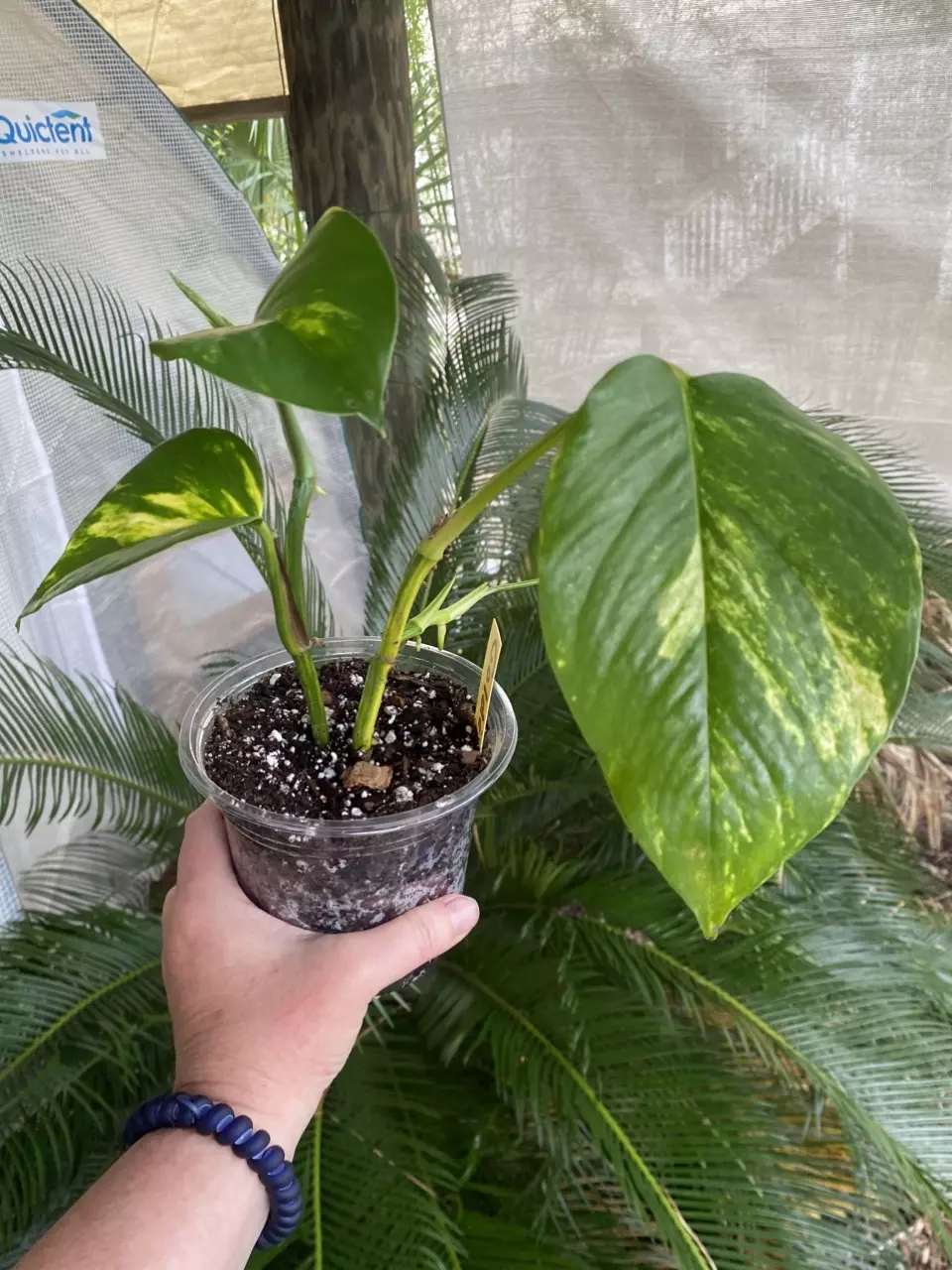 Golden Pothos thumbnail