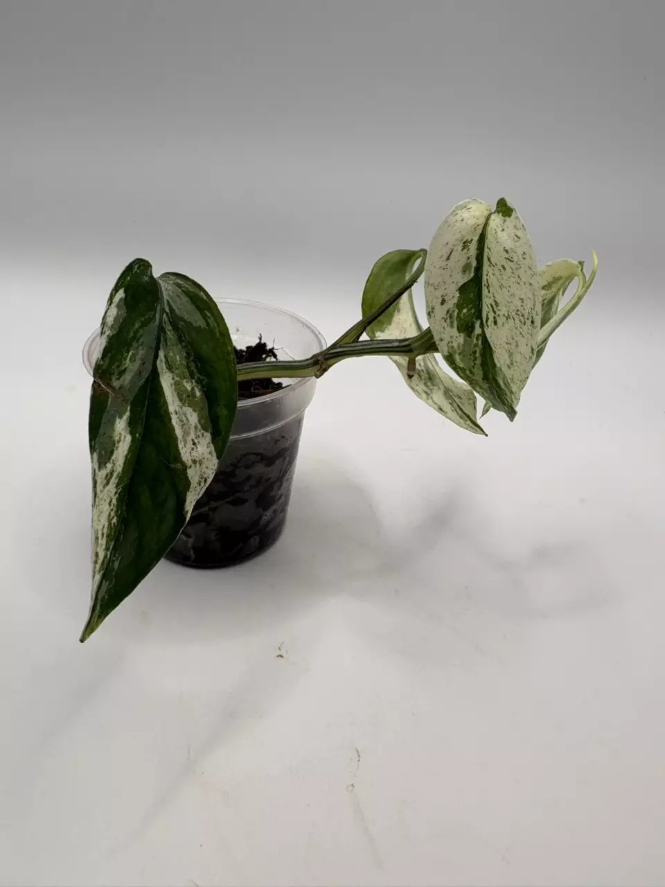 Epipremnum ‘hanoman Bali’ rooted cutting thumbnail