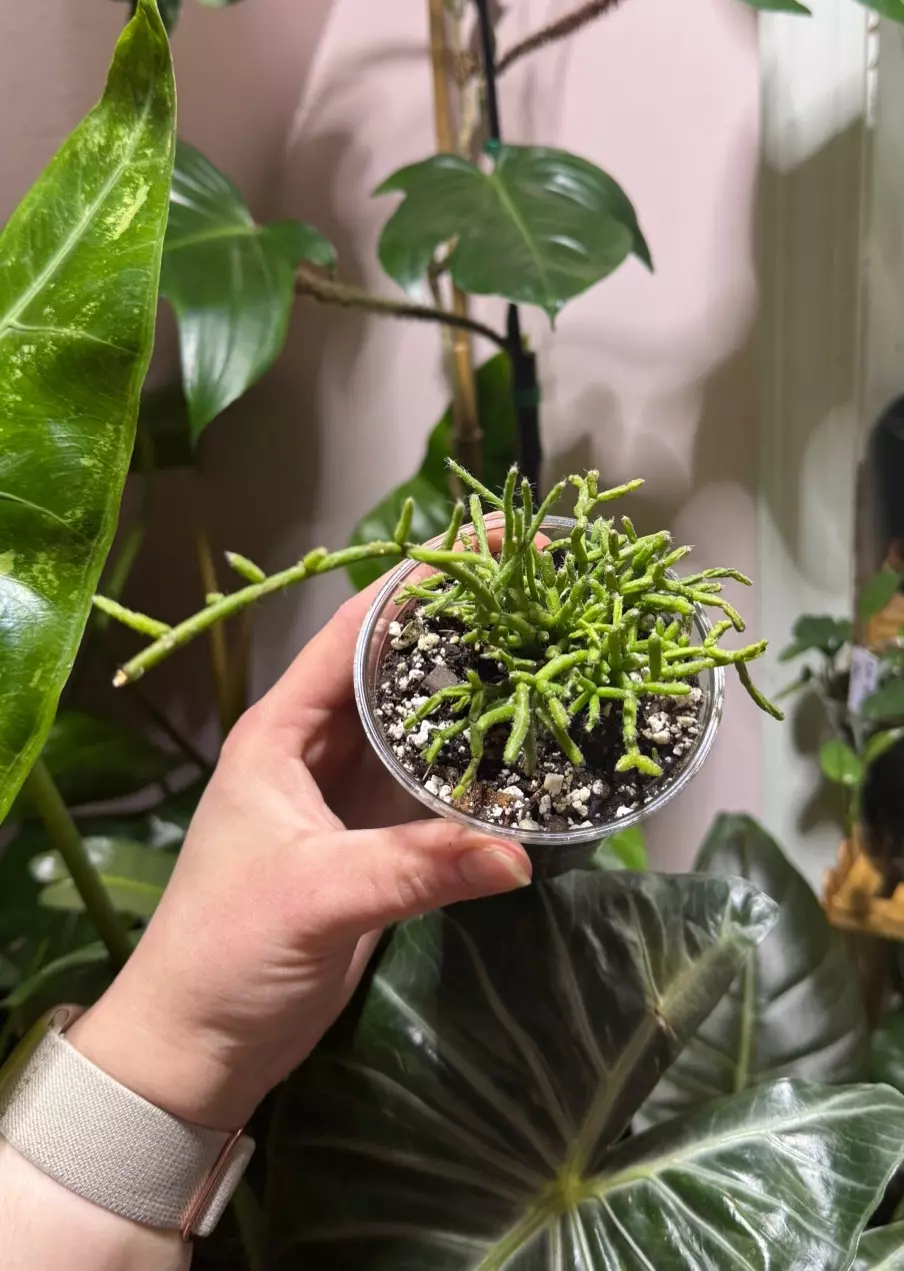 Coral Cactus thumbnail