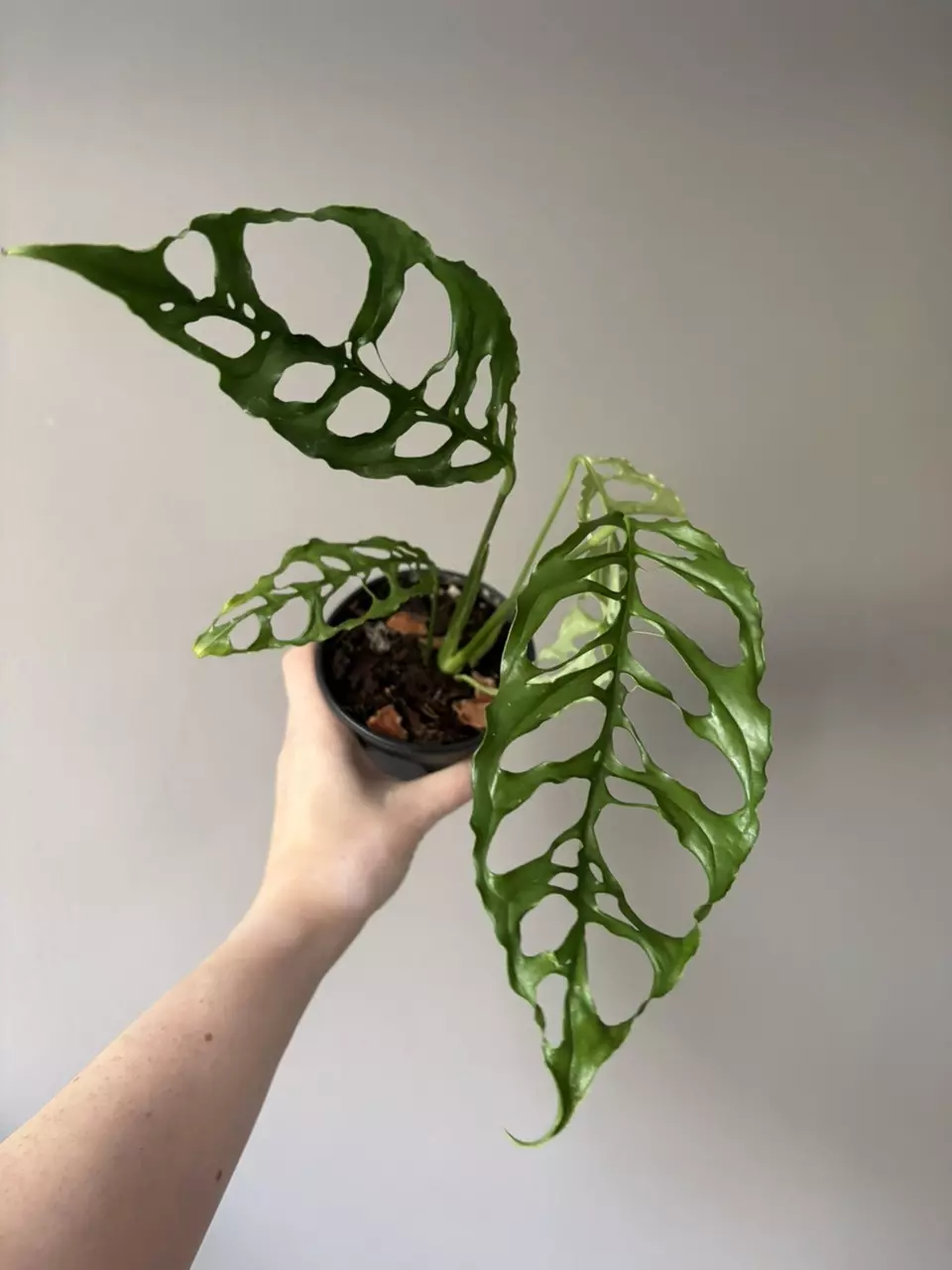 Monstera obliqua peru thumbnail