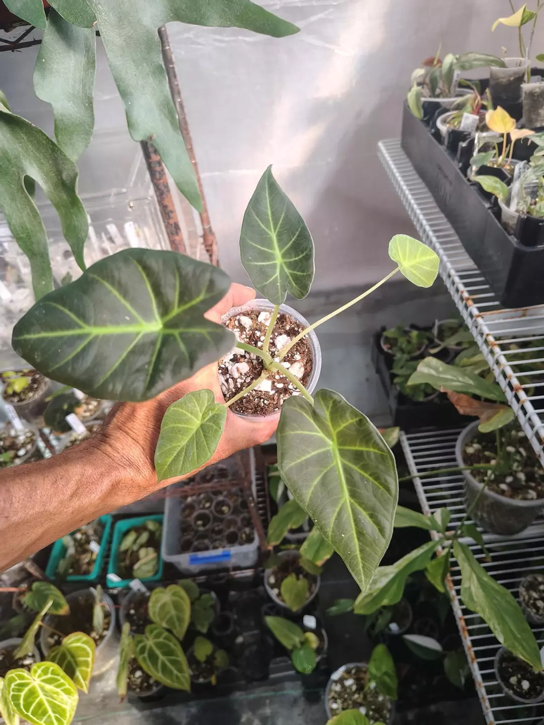 Alocasia regal from variegated mom thumbnail