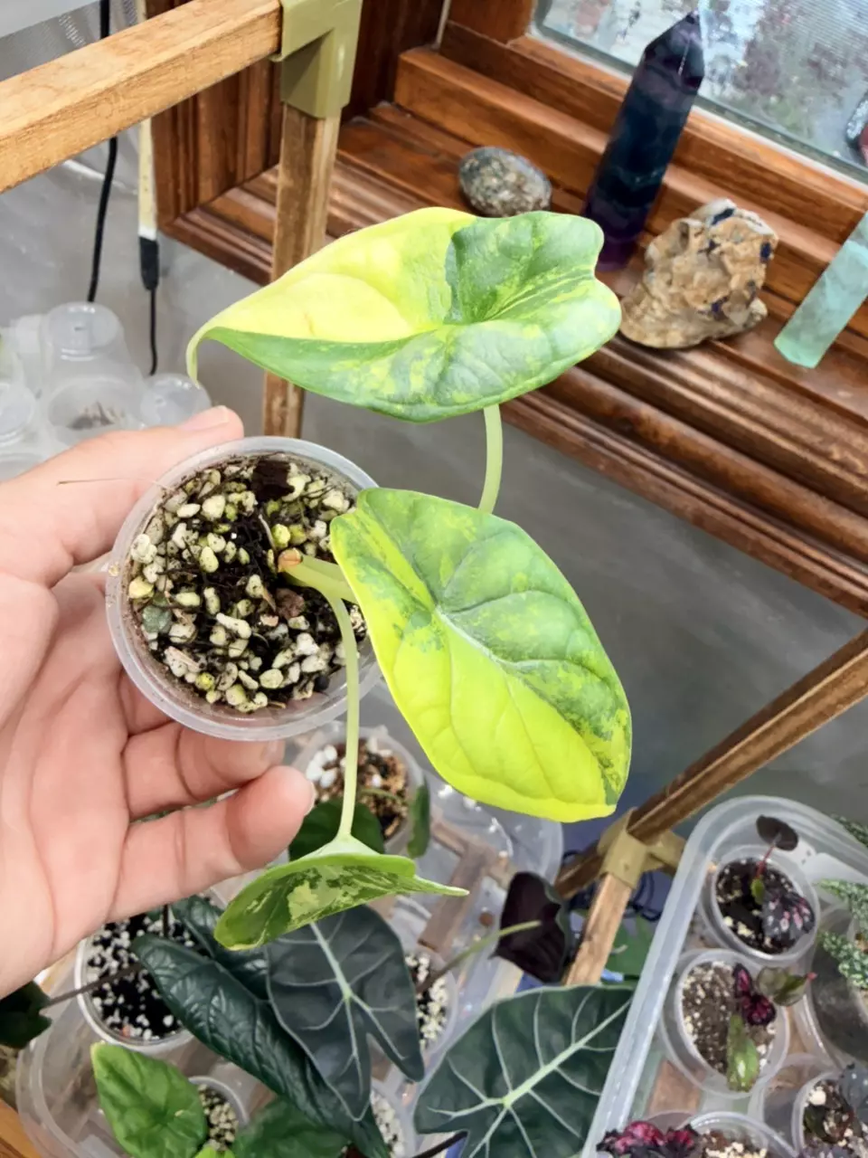 Alocasia Dragon Scale Aurea #323 thumbnail