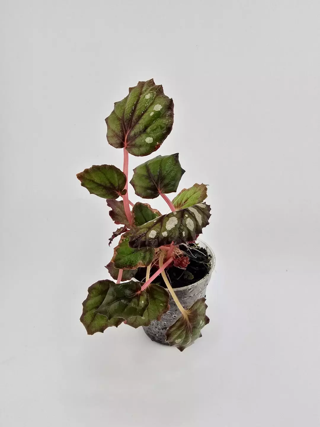 Begonia Rex, NOID thumbnail