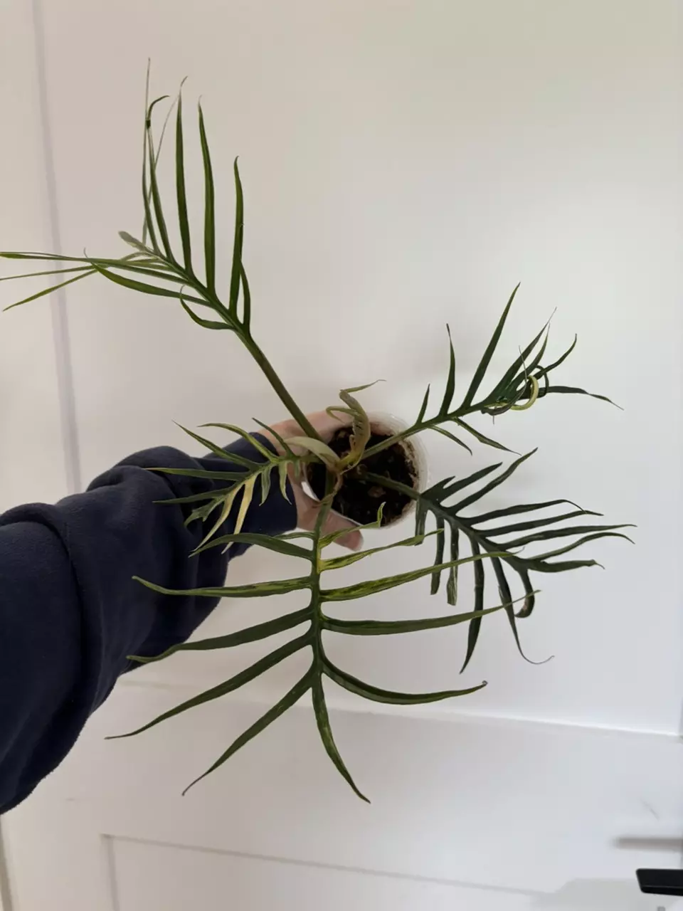Variegated Tortum thumbnail