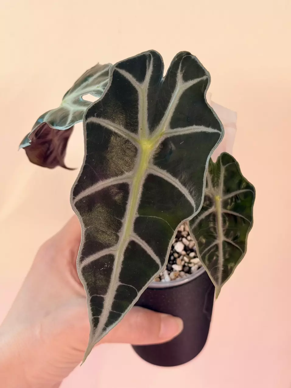 Alocasia Pink Polly Revert Teen! 💖 thumbnail