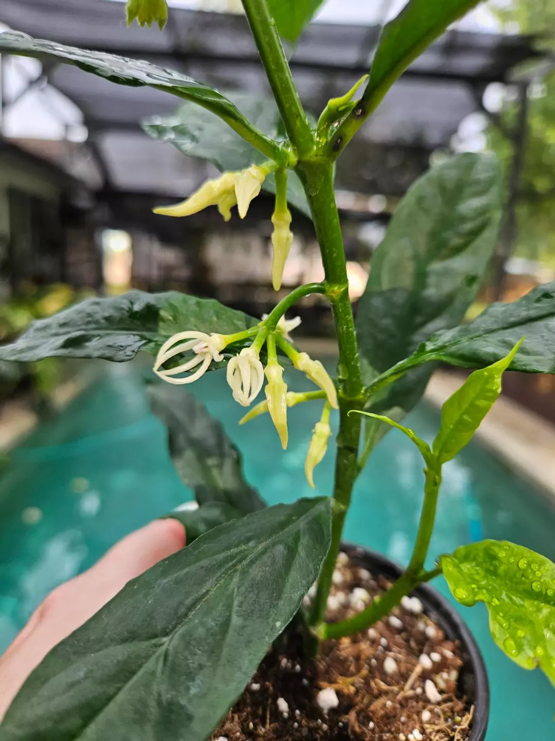 Multiple peduncle hota decipulae thumbnail