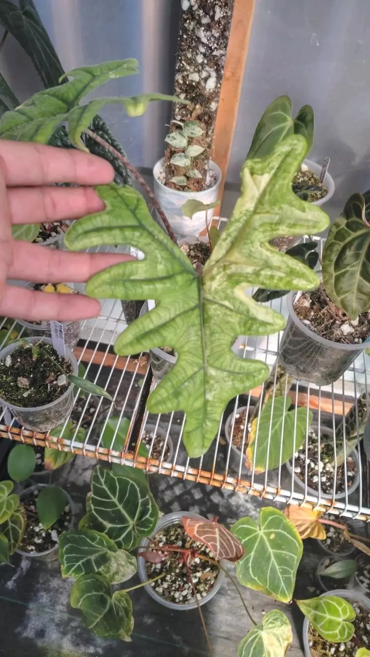 Jacklyn pup not showing thumbnail