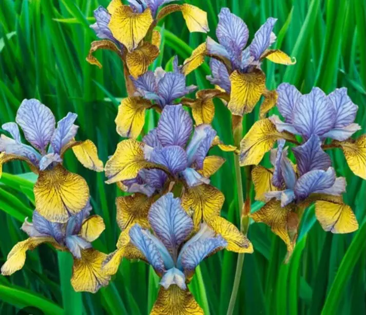 Siberian iris so van gogh thumbnail