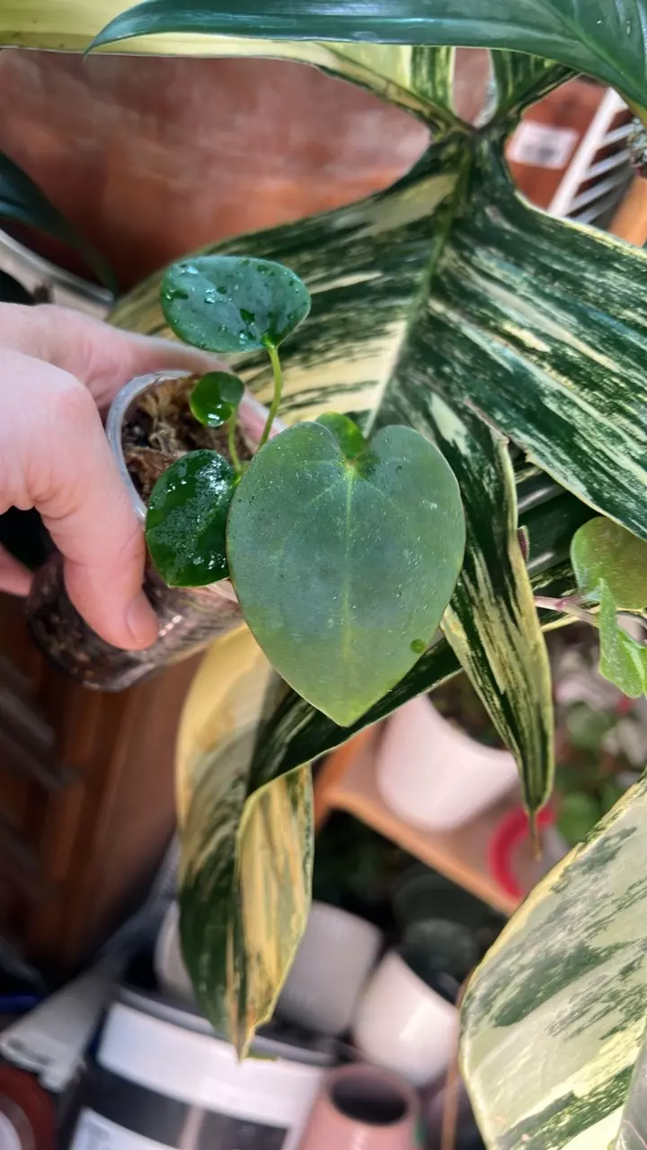 Growers Choice ‘Amy’ Mag x Pap 8x5 seedlings thumbnail
