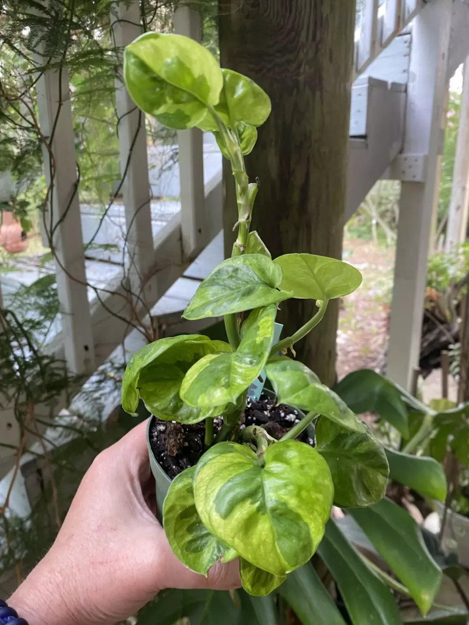 Lemon Meringue Pothos thumbnail