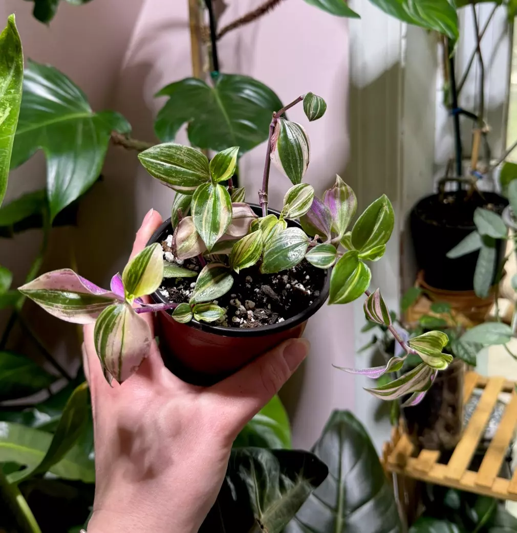Tradescantia Tricolor thumbnail