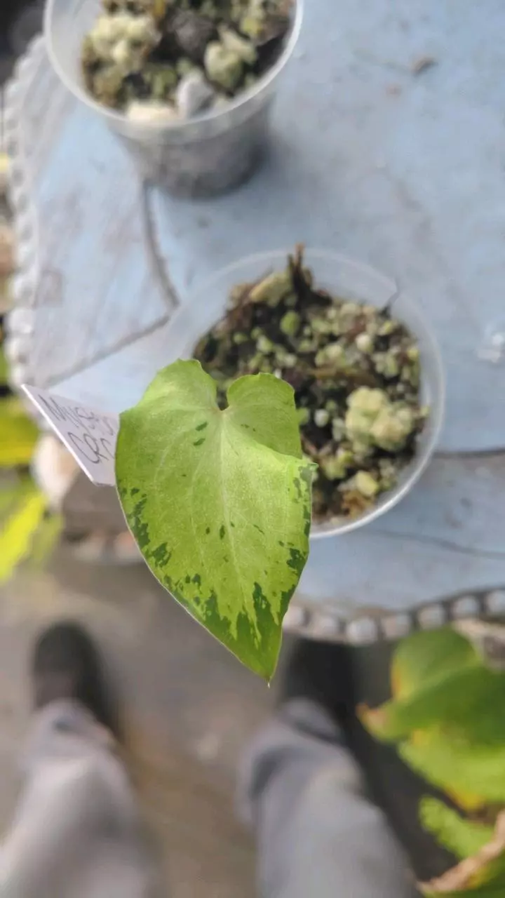Rare unknown possibly caladium thumbnail