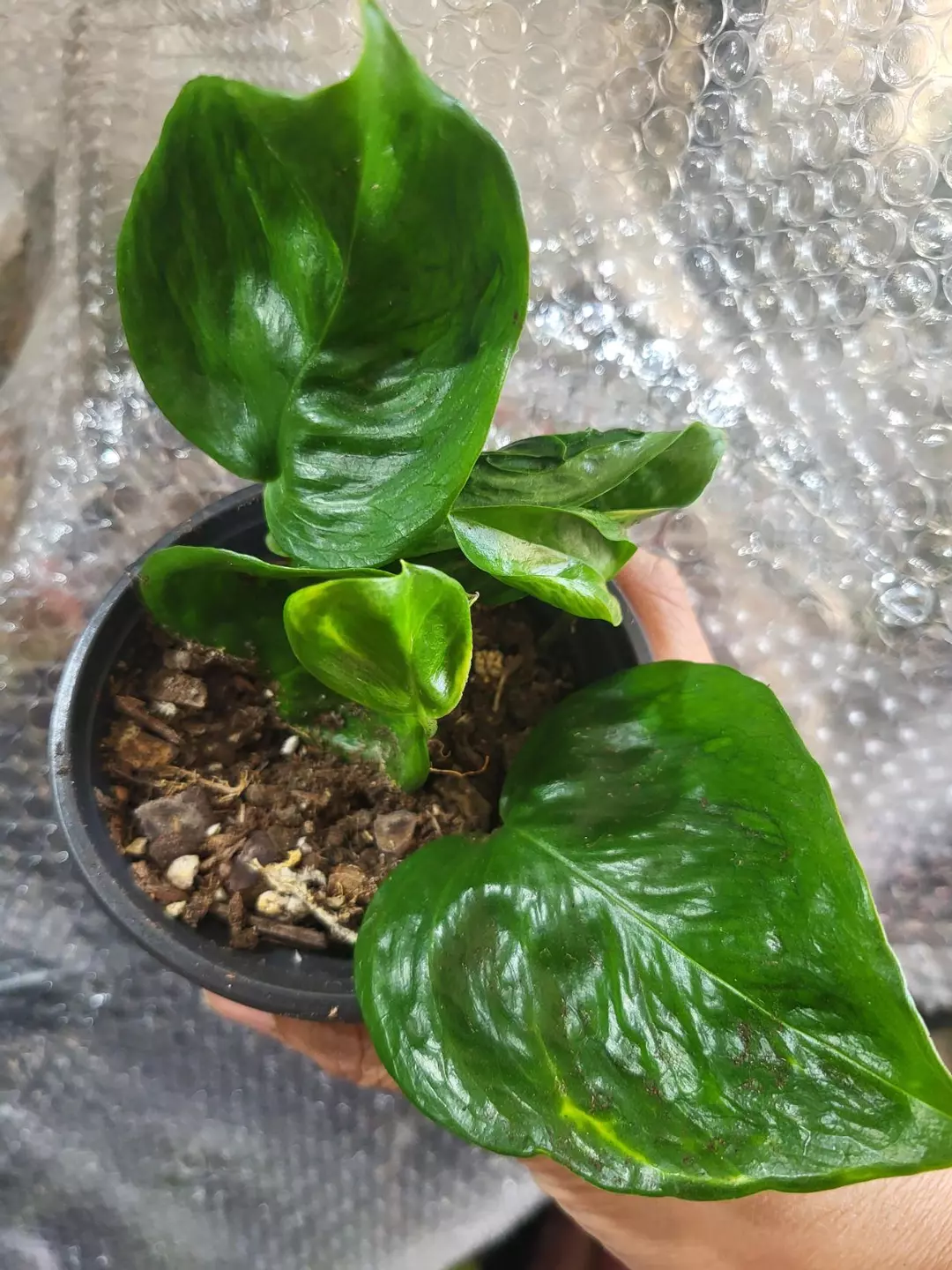 Shangri la pothos 4" thumbnail