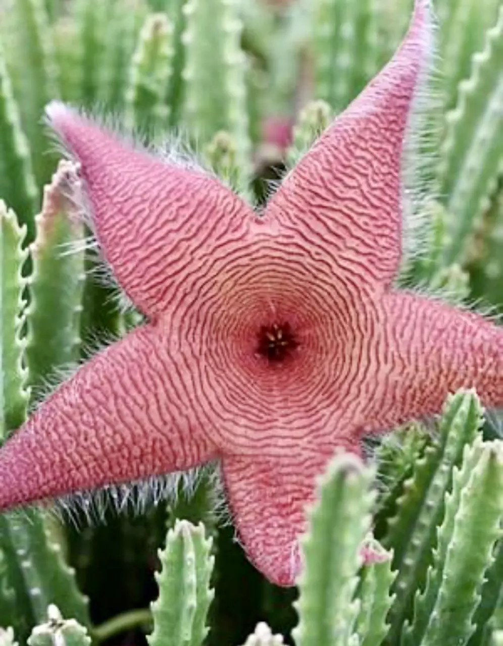 4” Stapelia Gigantea “Starfish Cactus” thumbnail