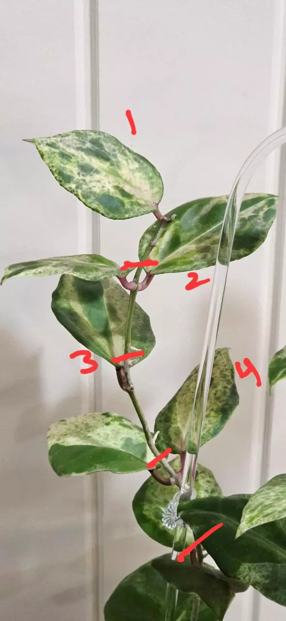 Hoya Candy 1node Cuttings thumbnail