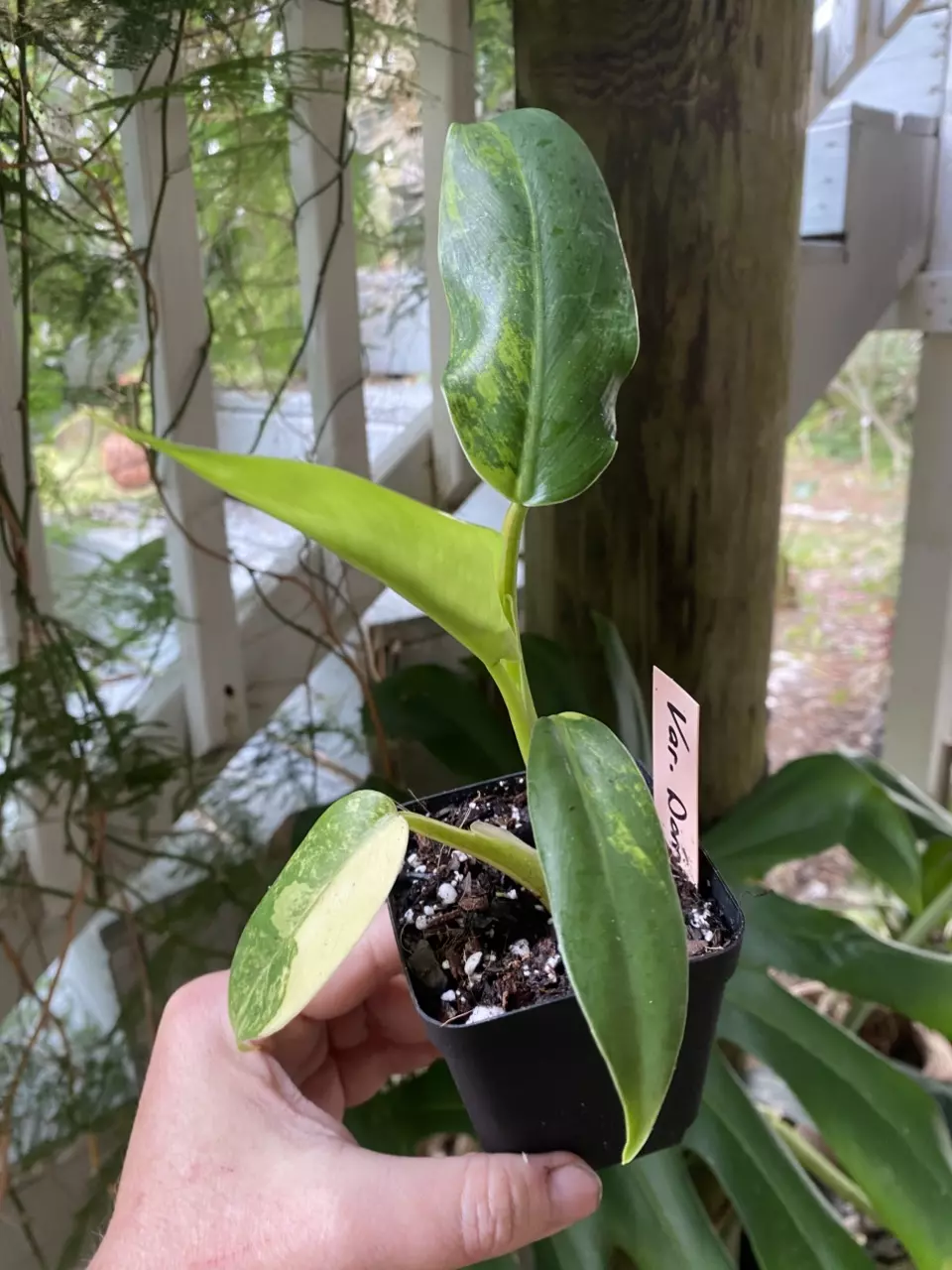 Variegated Domesticum Philodendron thumbnail