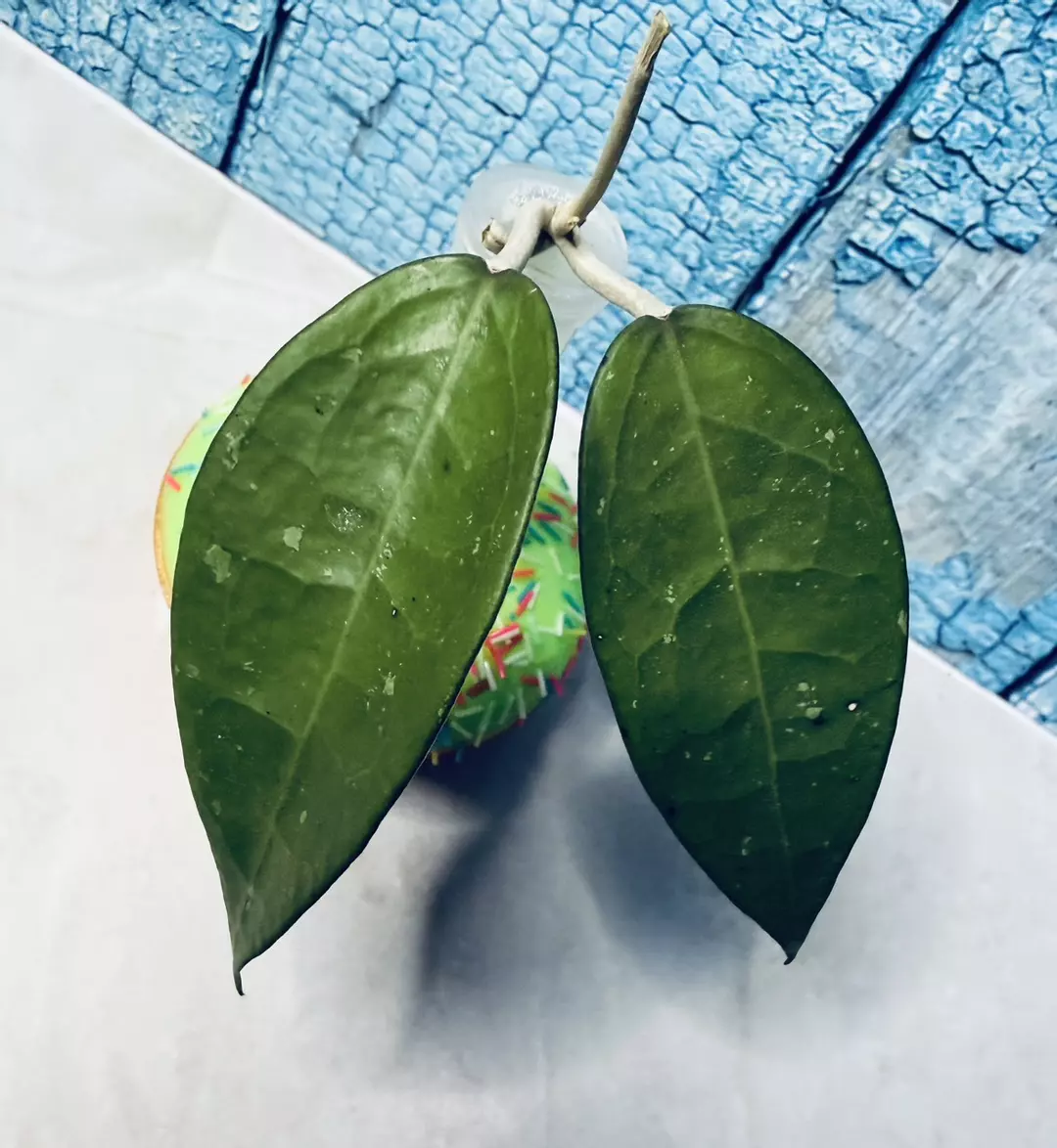 Hoya Parasitica Black Margin thumbnail