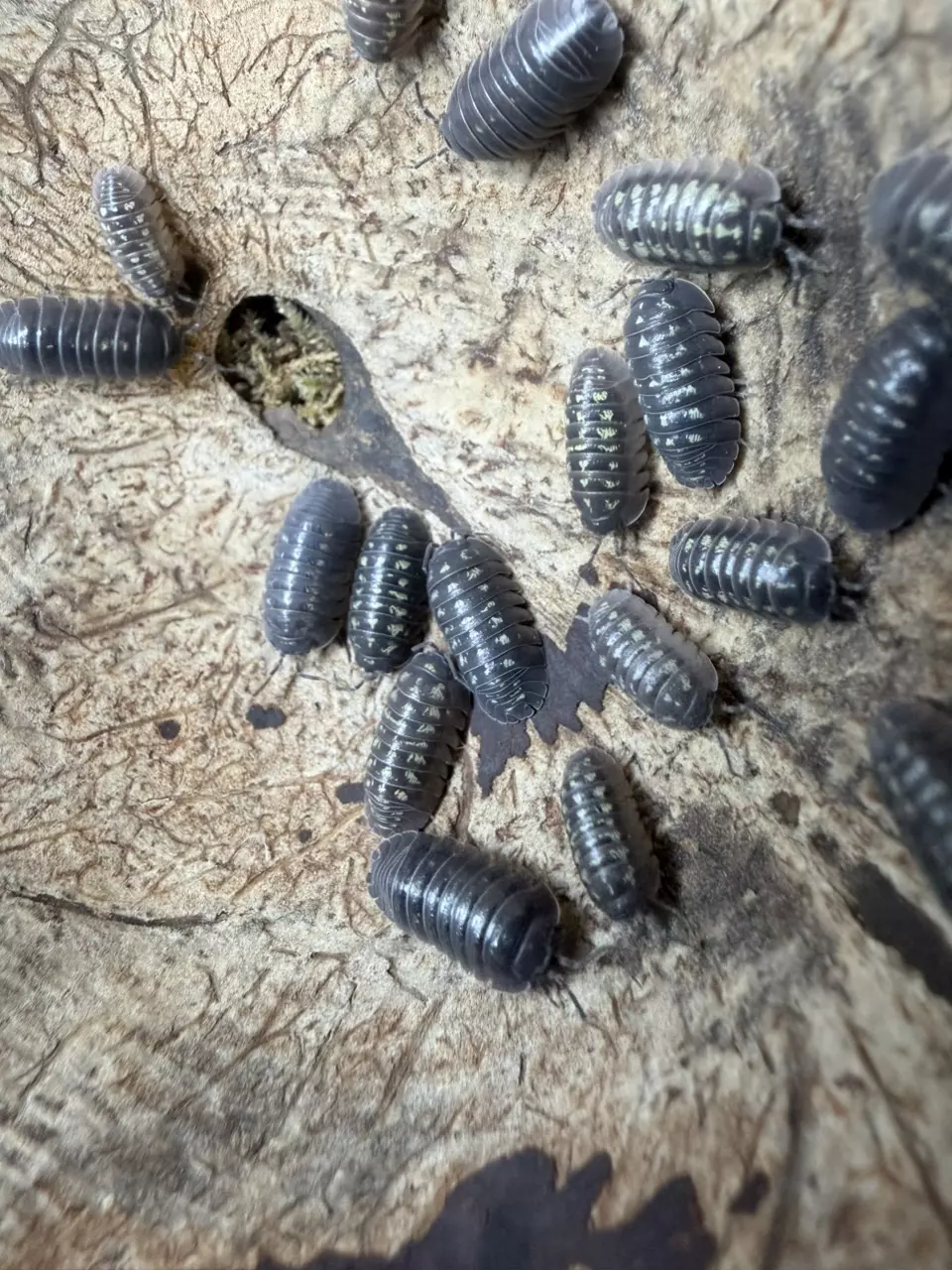 10 Depressum Isopods - Armadillidium depressum thumbnail