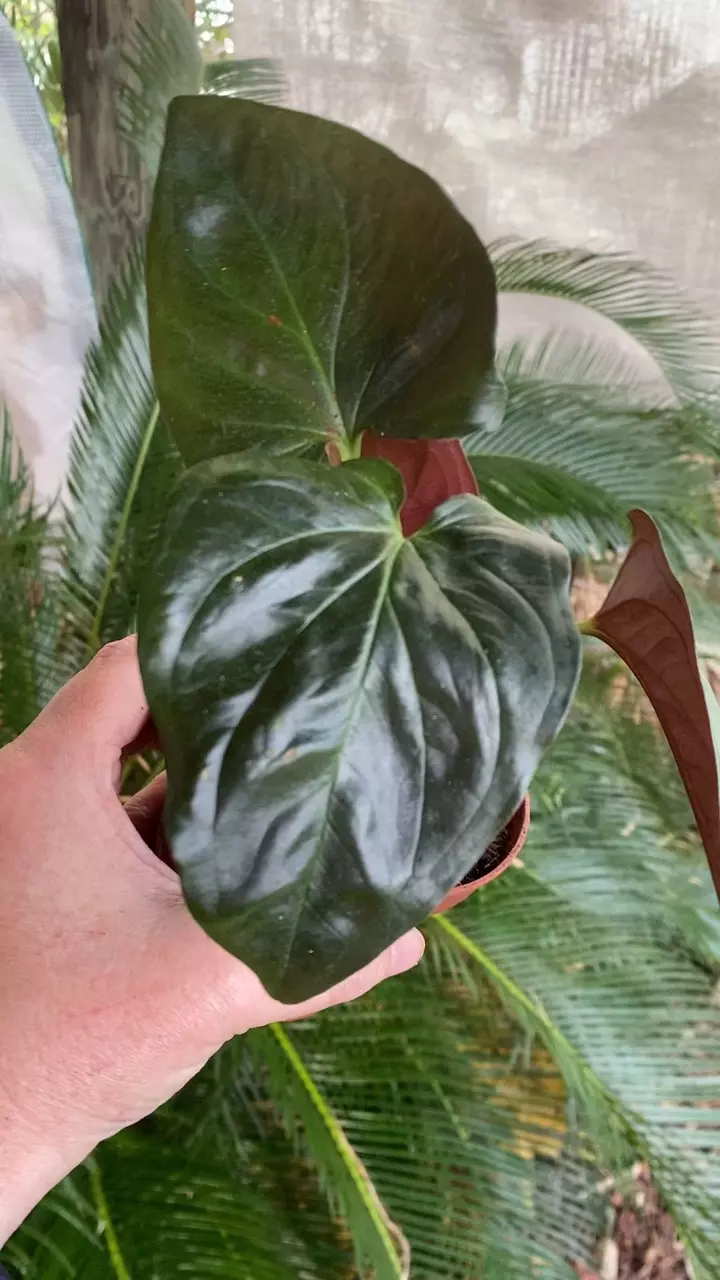 Red Arrow Syngonium thumbnail