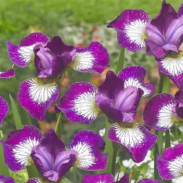 Siberian iris currier thumbnail