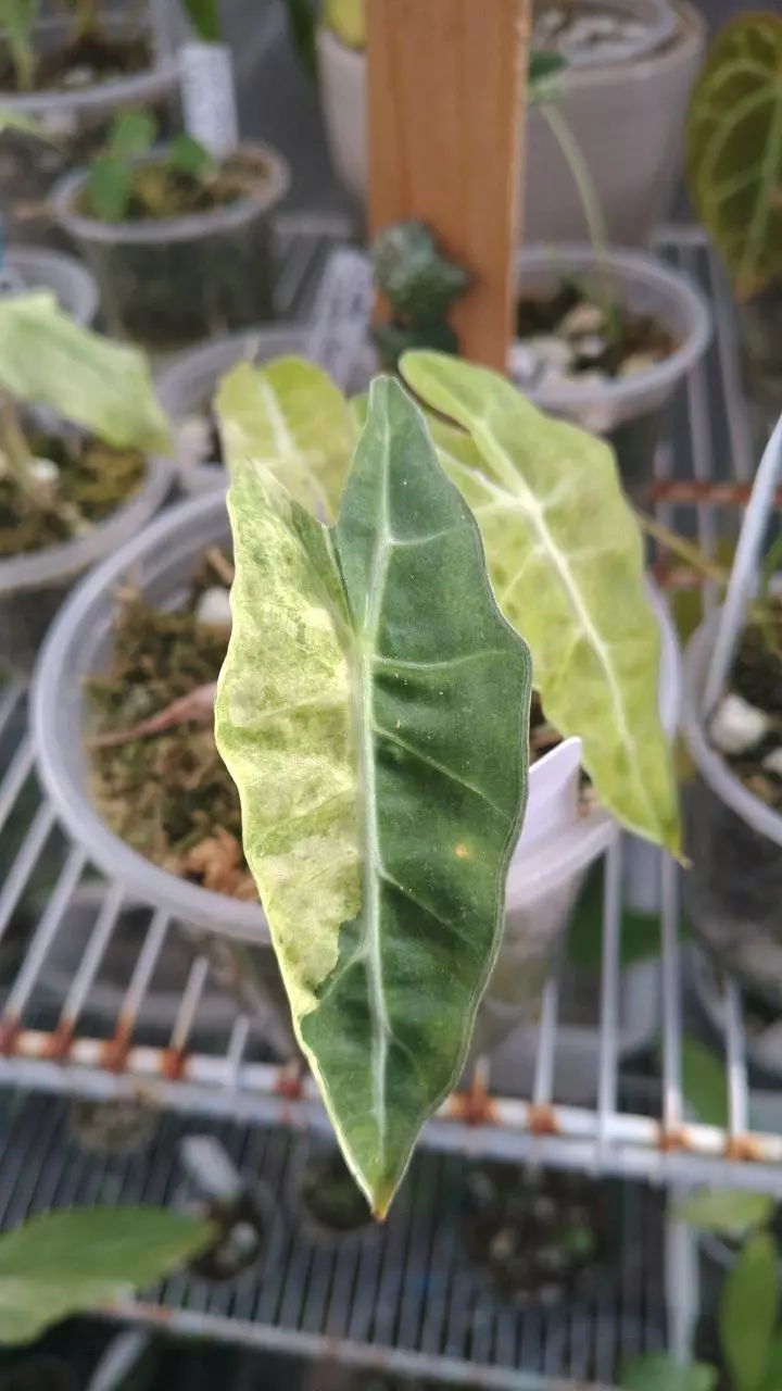 Alocasia amozonica aurea splash thumbnail