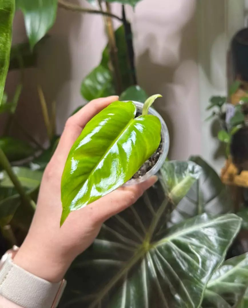 Philodendron Burle Marx Cutting thumbnail
