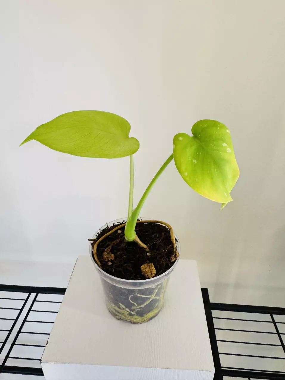 Monstera ‘Mint’ (4inch) thumbnail